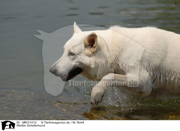 Weier Schferhund / white shepherd / MR-01410