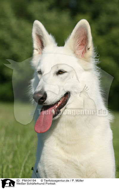 Weier Schferhund Portrait / white shepherd portrait / PM-04194