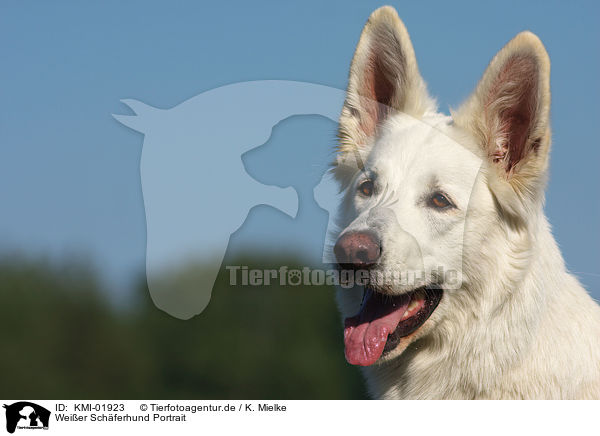 Weier Schferhund Portrait / White Shepherd Portrait / KMI-01923