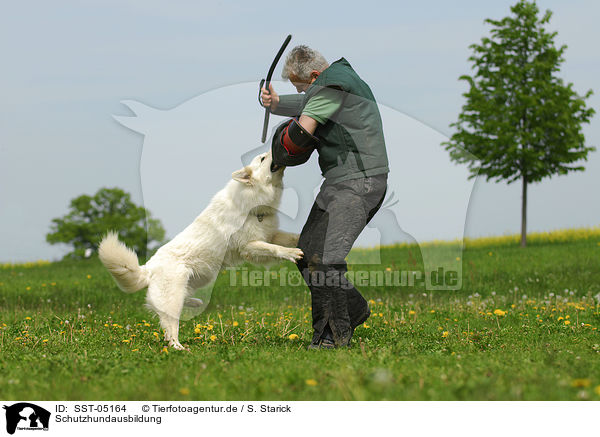 Schutzhundausbildung / dog training / SST-05164