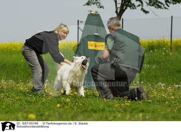 Schutzhundausbildung / dog training / SST-05166