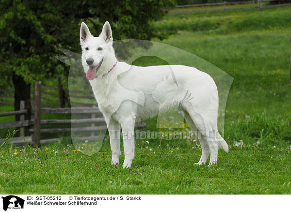 Weier Schweizer Schferhund / white swiss shepherd / SST-05212