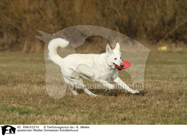 spielender Weier Schweizer Schferhund / KMI-02210