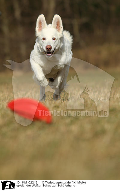 spielender Weier Schweizer Schferhund / KMI-02212