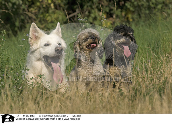 Weier Schweizer Schferhund und Zwergpudel / White Swiss Shepherd and Miniature Poodles / TM-02193