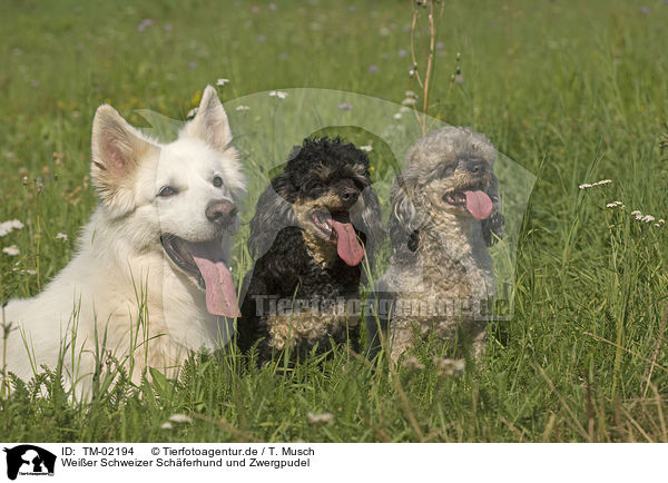 Weier Schweizer Schferhund und Zwergpudel / White Swiss Shepherd and Miniature Poodles / TM-02194