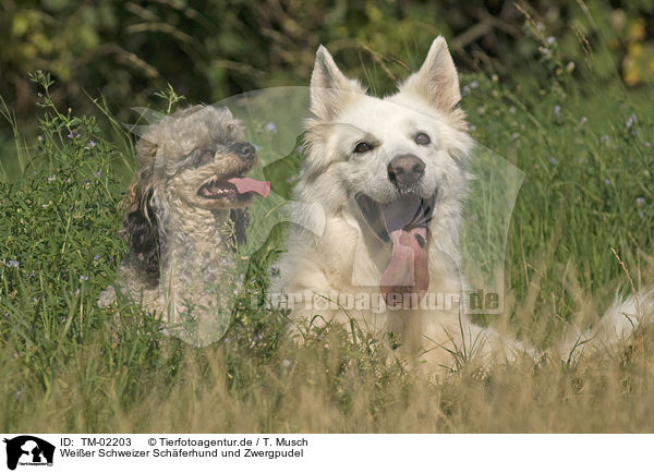 Weier Schweizer Schferhund und Zwergpudel / White Swiss Shepherd and Miniature Poodle / TM-02203