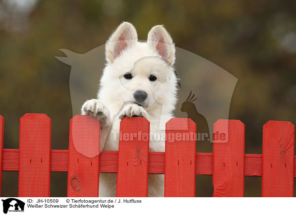 Weier Schweizer Schferhund Welpe / White Swiss Shepherd Puppy / JH-10509