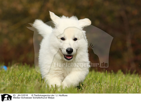 Weier Schweizer Schferhund Welpe / White Swiss Shepherd Puppy / JH-10516