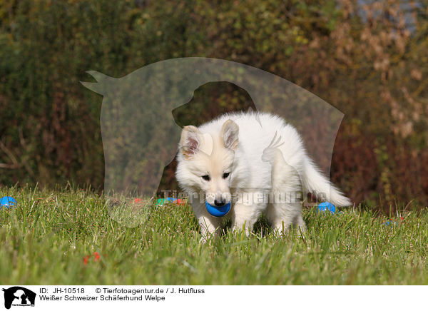 Weier Schweizer Schferhund Welpe / White Swiss Shepherd Puppy / JH-10518