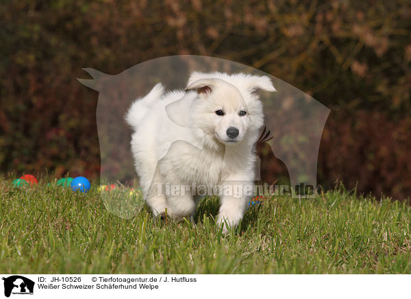 Weier Schweizer Schferhund Welpe / White Swiss Shepherd Puppy / JH-10526