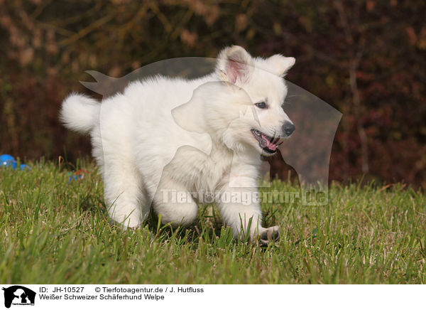 Weier Schweizer Schferhund Welpe / White Swiss Shepherd Puppy / JH-10527