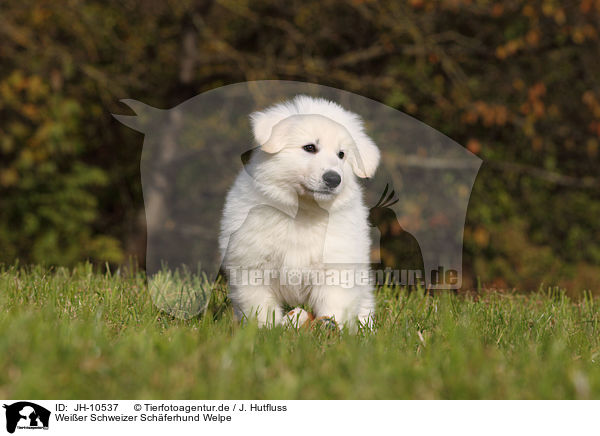 Weier Schweizer Schferhund Welpe / White Swiss Shepherd Puppy / JH-10537