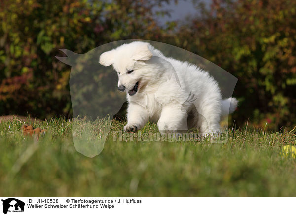 Weier Schweizer Schferhund Welpe / White Swiss Shepherd Puppy / JH-10538