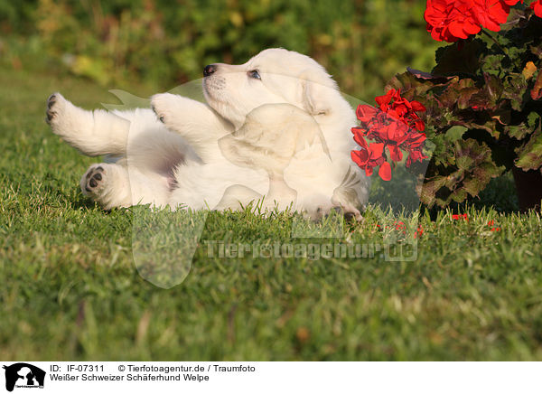 Weier Schweizer Schferhund Welpe / White Swiss Shepherd Puppy / IF-07311