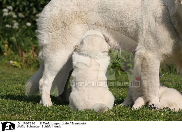 Weie Schweizer Schferhunde / White Swiss Shepherds / IF-07316