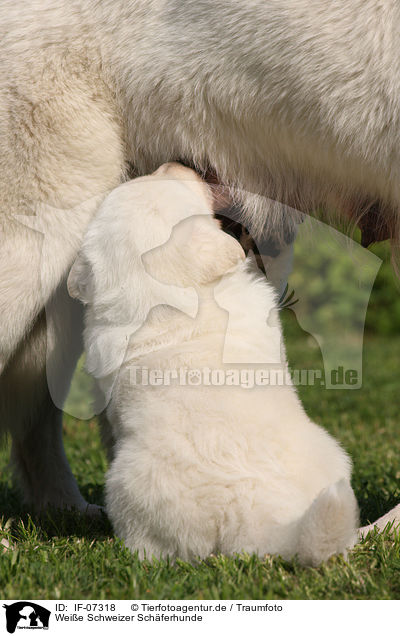 Weie Schweizer Schferhunde / White Swiss Shepherds / IF-07318