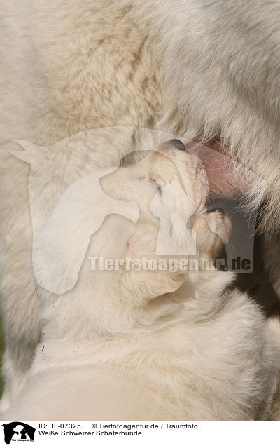 Weie Schweizer Schferhunde / White Swiss Shepherds / IF-07325