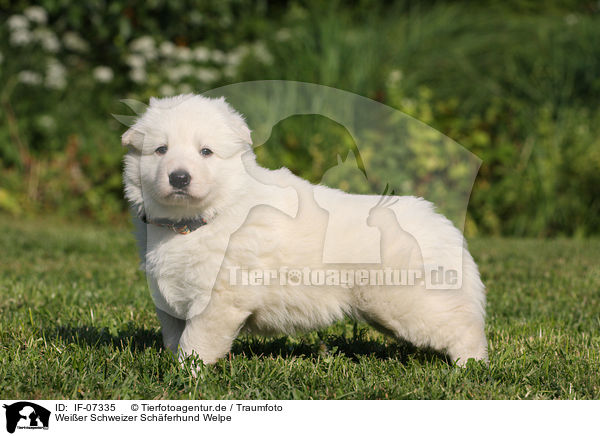 Weier Schweizer Schferhund Welpe / White Swiss Shepherd Puppy / IF-07335