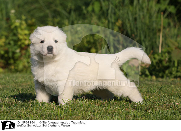 Weier Schweizer Schferhund Welpe / White Swiss Shepherd Puppy / IF-07354