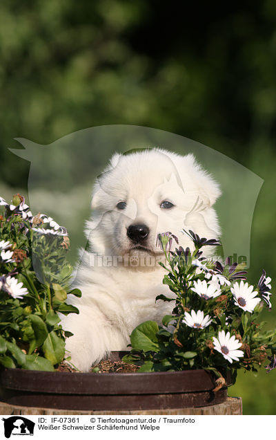 Weier Schweizer Schferhund Welpe / White Swiss Shepherd Puppy / IF-07361