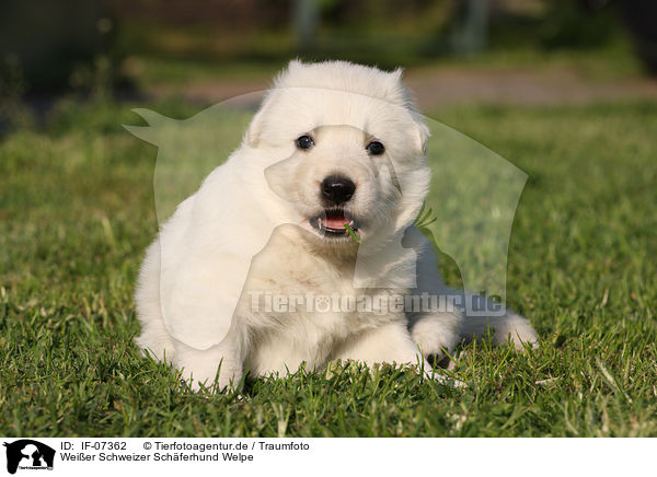 Weier Schweizer Schferhund Welpe / White Swiss Shepherd Puppy / IF-07362