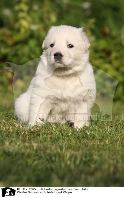 Weier Schweizer Schferhund Welpe / White Swiss Shepherd Puppy / IF-07365