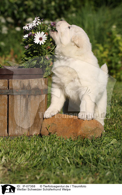 Weier Schweizer Schferhund Welpe / White Swiss Shepherd Puppy / IF-07368