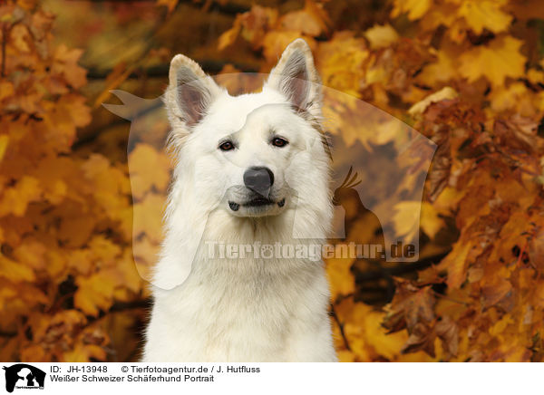 Weier Schweizer Schferhund Portrait / White Swiss Shepherd Portrait / JH-13948