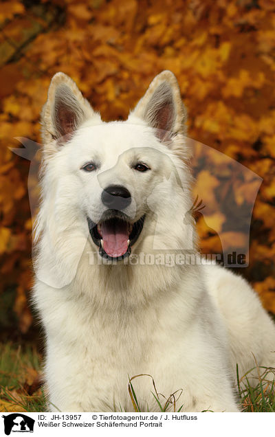 Weier Schweizer Schferhund Portrait / White Swiss Shepherd Portrait / JH-13957