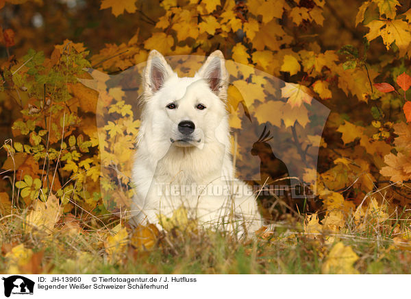 liegender Weier Schweizer Schferhund / lying White Swiss Shepherd / JH-13960