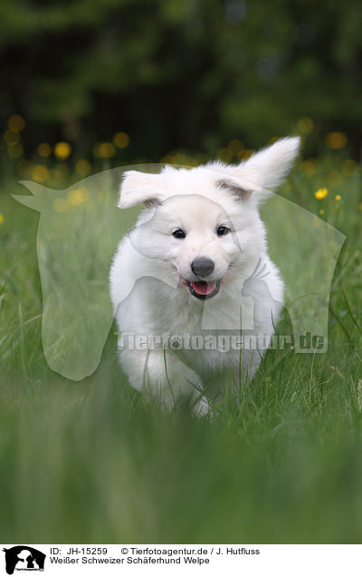 Weier Schweizer Schferhund Welpe / White Swiss Shepherd Puppy / JH-15259