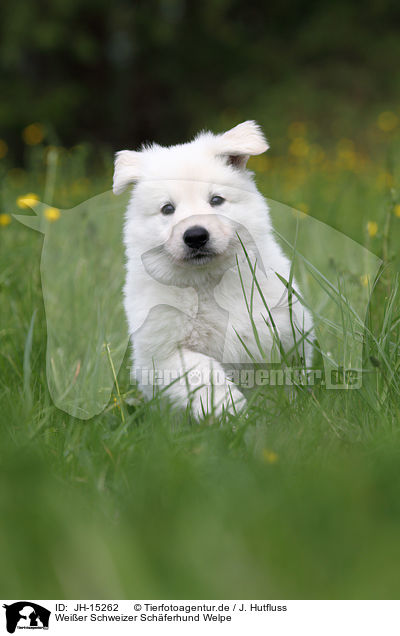 Weier Schweizer Schferhund Welpe / White Swiss Shepherd Puppy / JH-15262