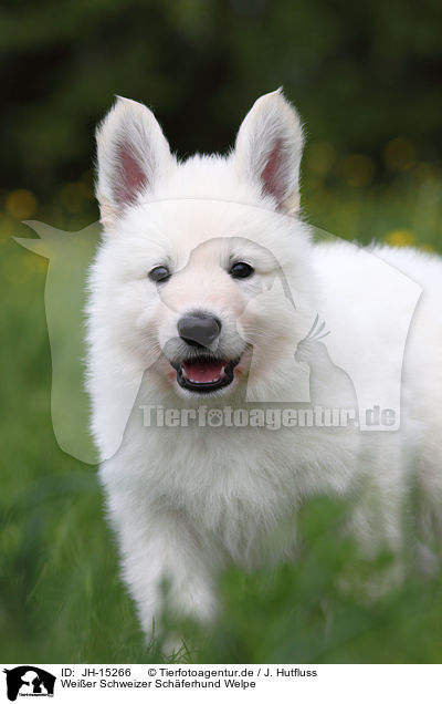 Weier Schweizer Schferhund Welpe / White Swiss Shepherd Puppy / JH-15266