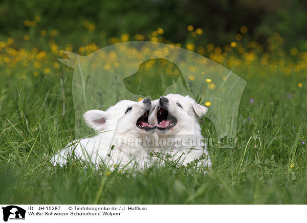 Weie Schweizer Schferhund Welpen / White Swiss Shepherd Puppies / JH-15287