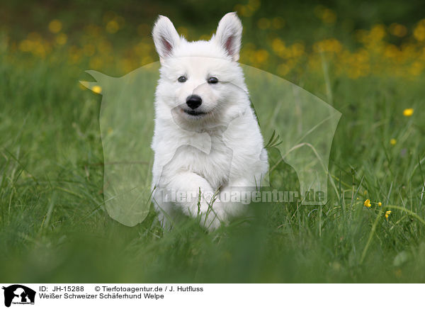 Weier Schweizer Schferhund Welpe / White Swiss Shepherd Puppy / JH-15288