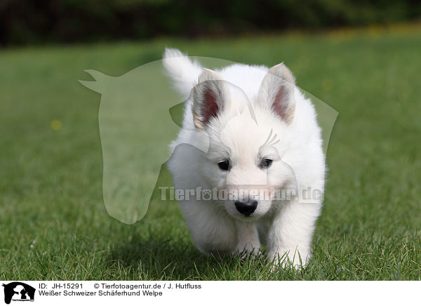 Weier Schweizer Schferhund Welpe / White Swiss Shepherd Puppy / JH-15291