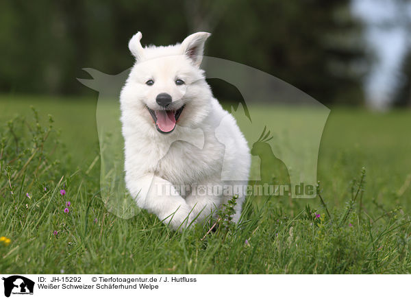Weier Schweizer Schferhund Welpe / White Swiss Shepherd Puppy / JH-15292