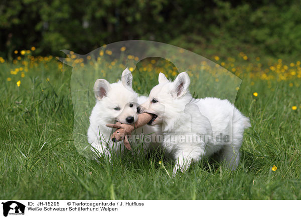 Weie Schweizer Schferhund Welpen / White Swiss Shepherd Puppies / JH-15295