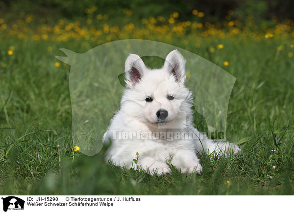 Weier Schweizer Schferhund Welpe / White Swiss Shepherd Puppy / JH-15298