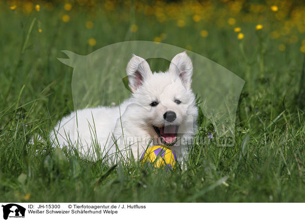 Weier Schweizer Schferhund Welpe / White Swiss Shepherd Puppy / JH-15300