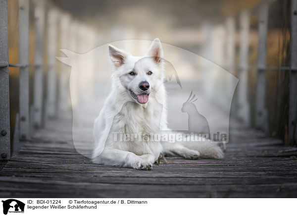 liegender Weier Schferhund / lying White Shepherd / BDI-01224