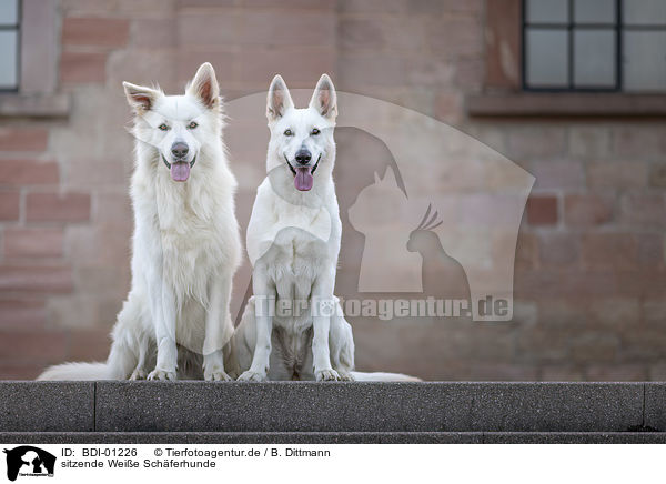sitzende Weie Schferhunde / sitting White Shepherds / BDI-01226