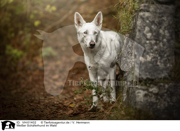Weier Schferhund im Wald / White Shepherd in the forest / VH-01402