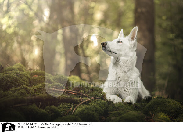 Weier Schferhund im Wald / White Shepherd in the forest / VH-01422