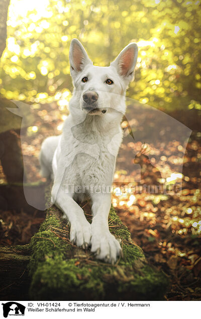 Weier Schferhund im Wald / White Shepherd in the forest / VH-01424