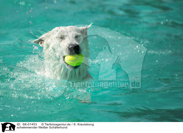 schwimmender Weier Schferhund / swimming white shepherd / SK-01453