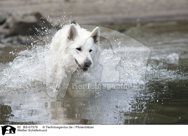 Weier Schferhund / White Shepherd / BS-07576