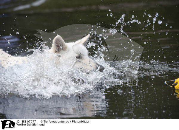 Weier Schferhund / White Shepherd / BS-07577