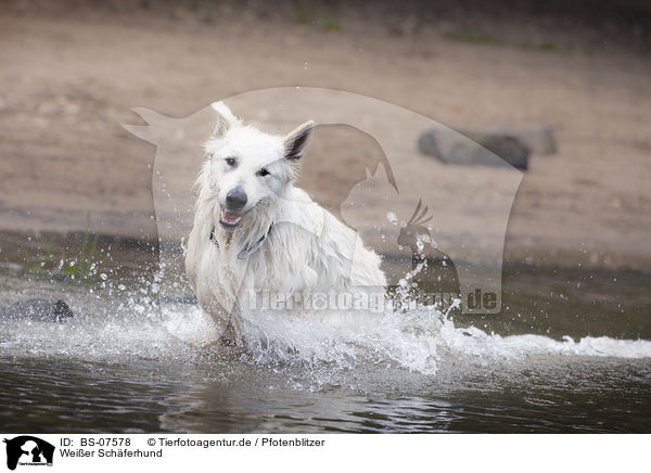 Weier Schferhund / White Shepherd / BS-07578